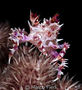 Soft coral Crab by Marco Fierli 